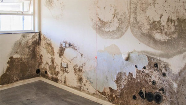 mang-son-bi-reu-moc (1)